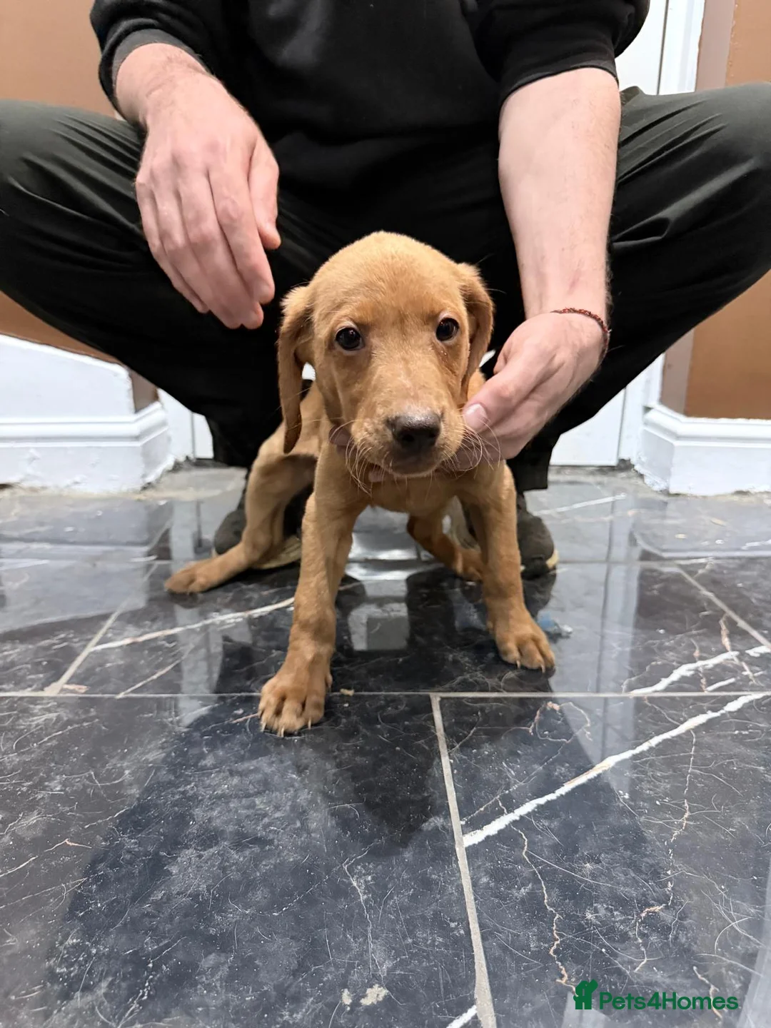 Labrador Retriever dogs for sale: Fox Red Labrador puppies  - Advert 8