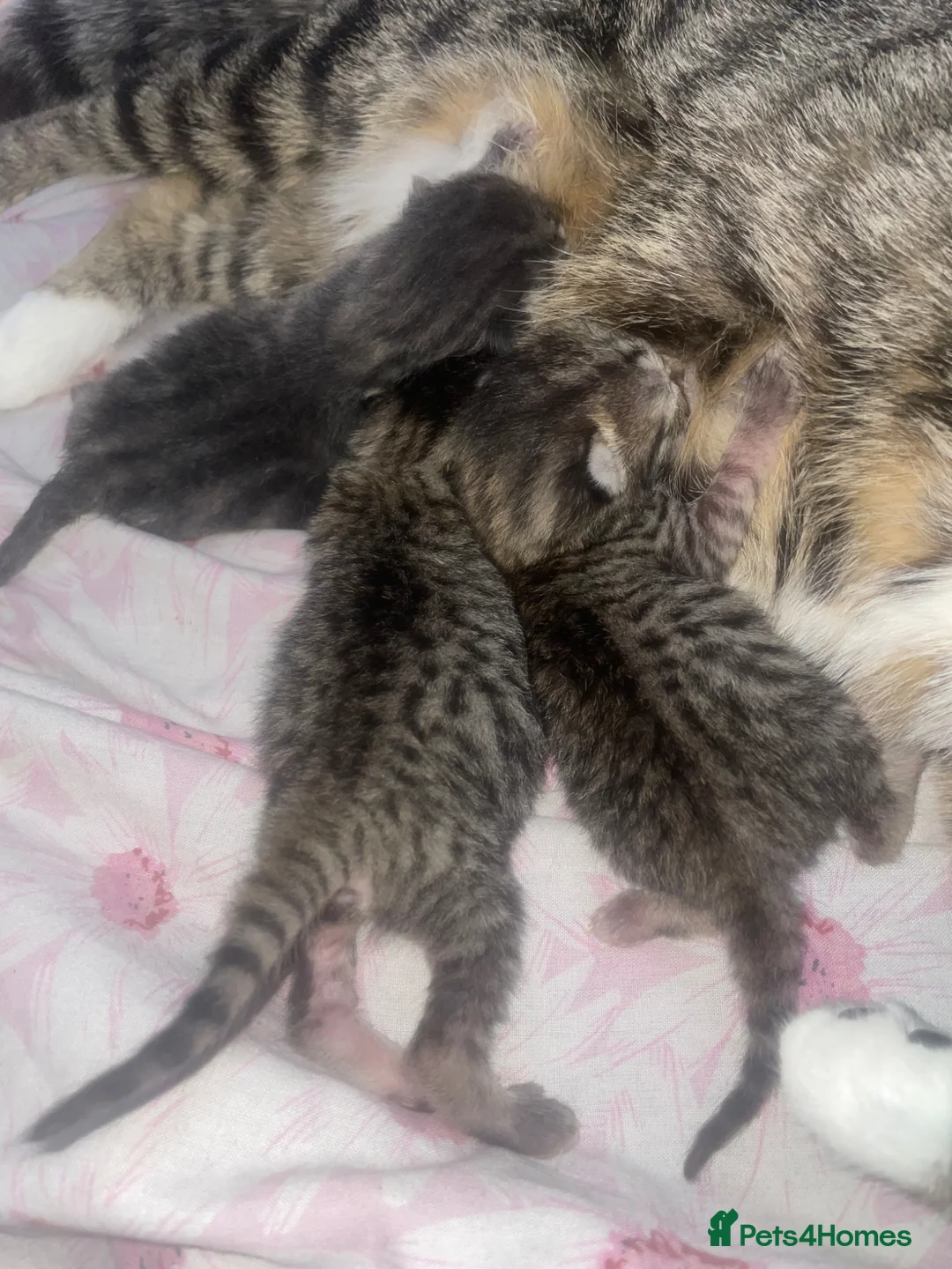 Mixed Breed cats for sale: 3 adorable kitten  in Manchester - Advert 1