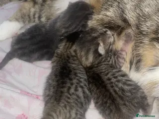 Mixed Breed cats 3 adorable kitten - Advert 8