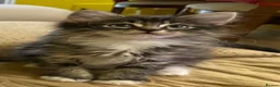 Maine Coon cats for sale: Three adorable Maine Coon Kittens For Sale  - Advert 10