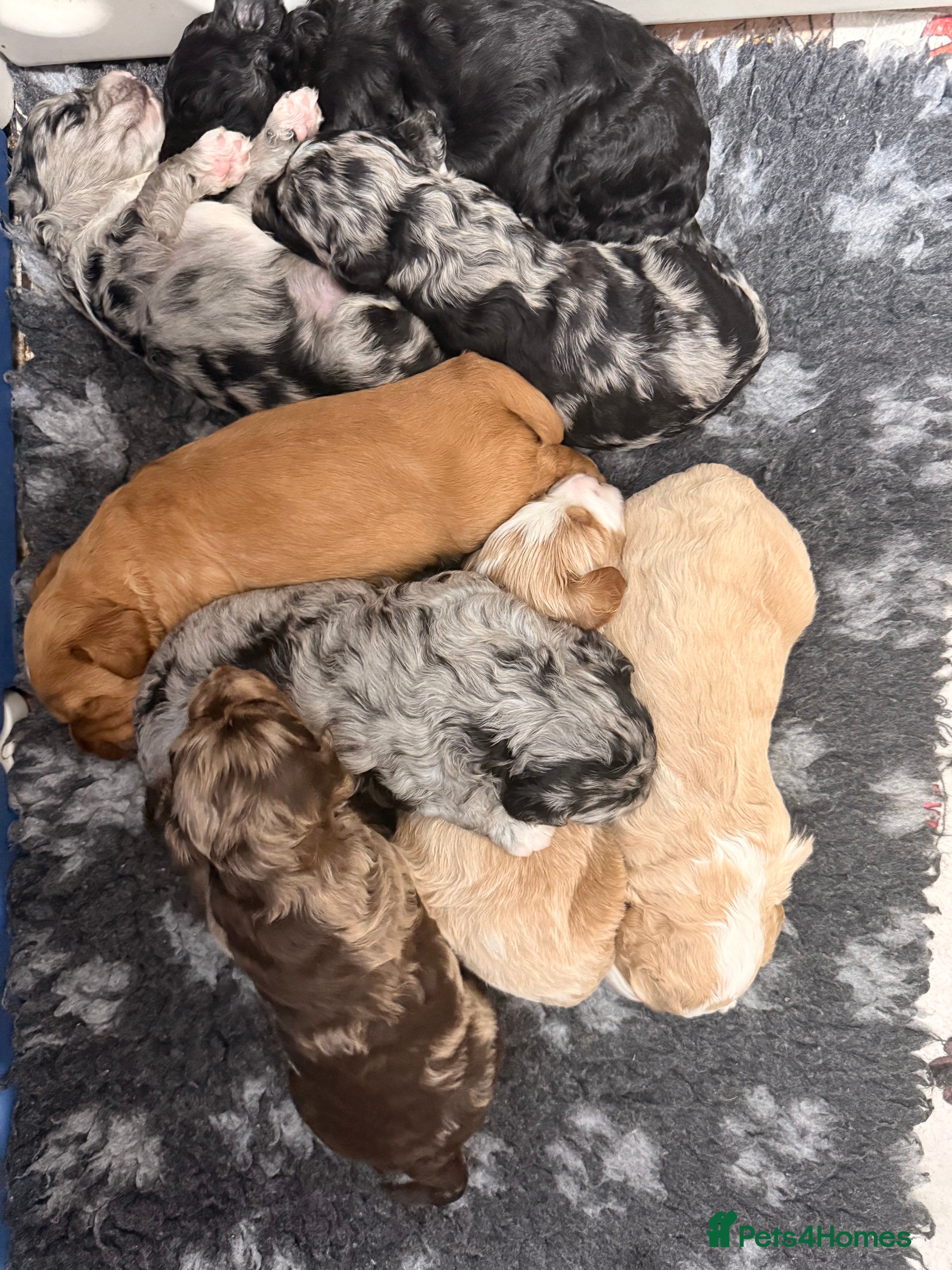 Australian Labradoodle dogs AUSTRALIAN LABRADOODLE  - Advert 3