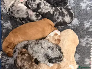 Australian Labradoodle dogs AUSTRALIAN LABRADOODLE - Advert 3