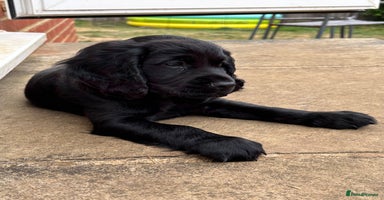 Cocker Spaniel dogs - Advert 13