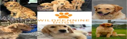 Golden Retriever dogs for sale: KC Golden Retriever Puppies-Health Tested Parents - Advert 1
