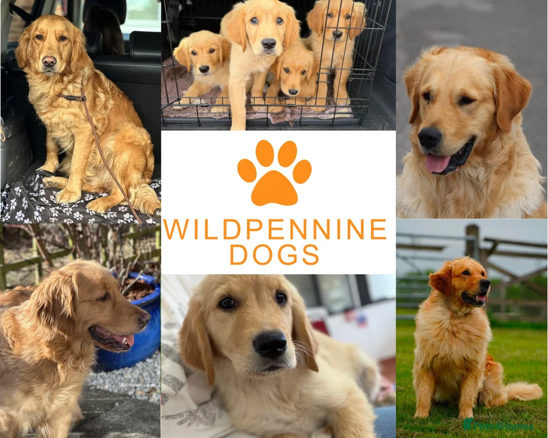 Golden Retriever dogs for sale: KC Golden Retriever Puppies-Health Tested Parents - Advert 1