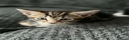 Bengal cats for sale: Bengal mix bread kittens  - Advert 14