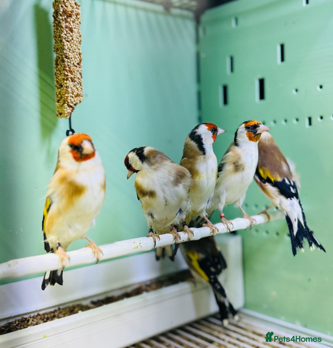 Finches birds for sale: Siberian goldfinches  - Advert 10