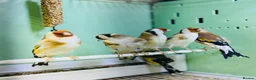 Finches birds for sale: Siberian goldfinches  - Advert 10