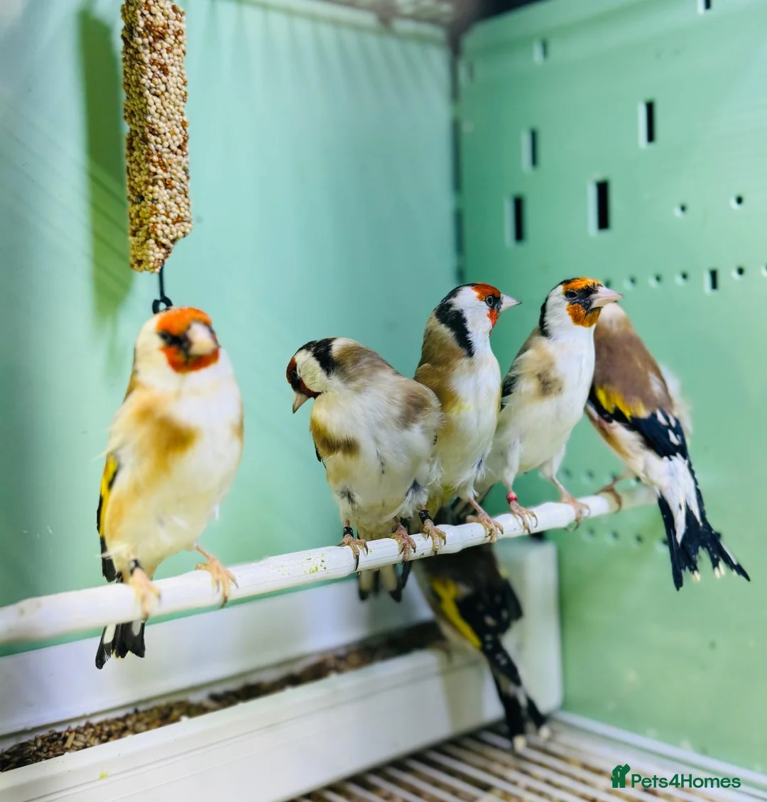 Finches birds for sale: Siberian goldfinches  - Advert 10
