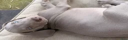 Weimaraner dogs for sale: Beautiful KC reg Weimaraner’s forever homes req - Advert 35