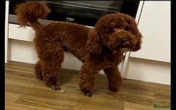 Cavapoo dogs for sale: Tiny deep red toy cavapoo,dna health clear parents - Image 3