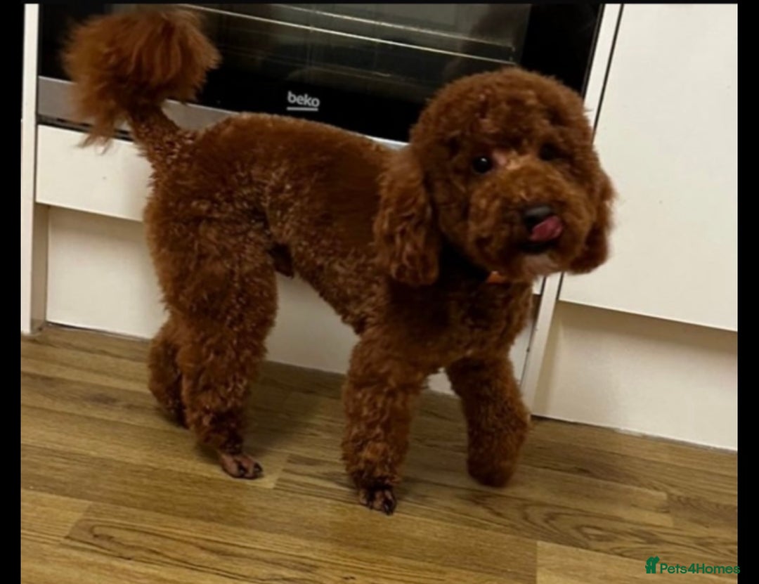 Cavapoo dogs for sale: Tiny deep red toy cavapoo,dna health clear parents - Image 3