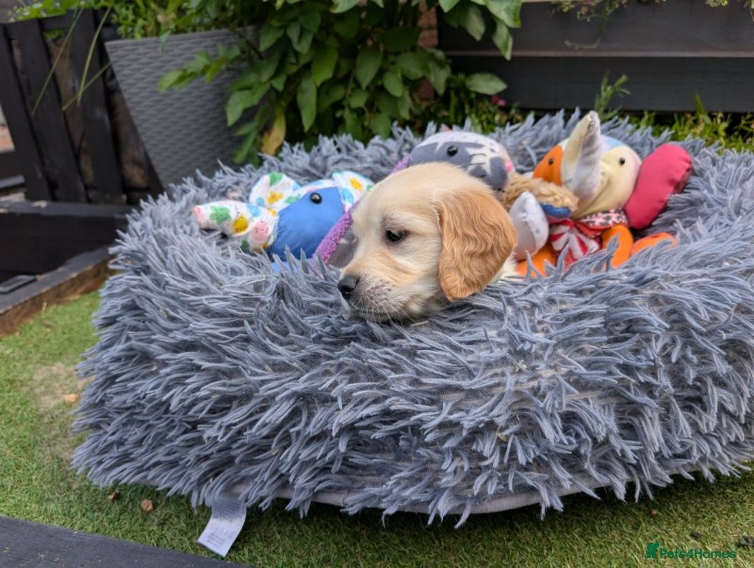 Golden Retriever dogs for sale: Gorgeous Golden Retriever puppies - Image 4