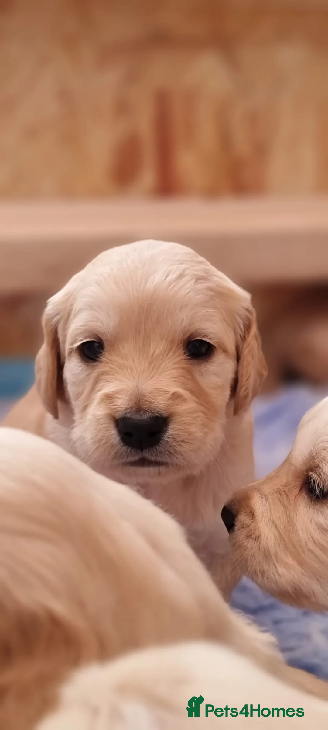 Golden Retriever dogs for sale: Beautiful Golden retrievers  - Advert 6