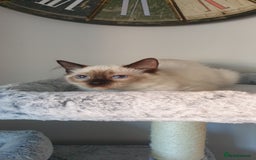 Ragdoll cats for sale: 💖Beautiful GCCF Registered Ragdoll Kittens. - Image 12
