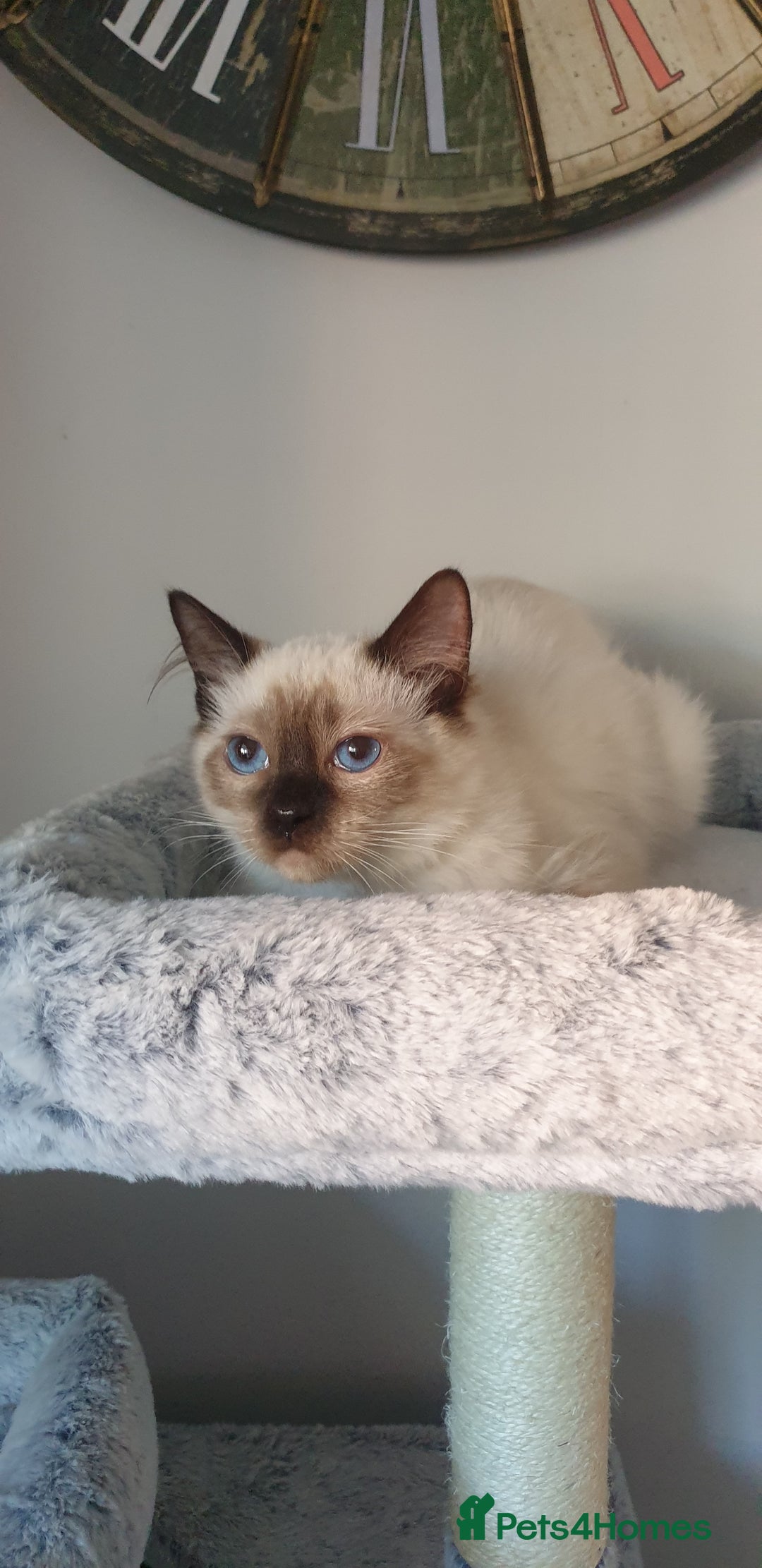 Ragdoll cats for sale: 💖Beautiful GCCF Registered Ragdoll Kittens. - Image 12