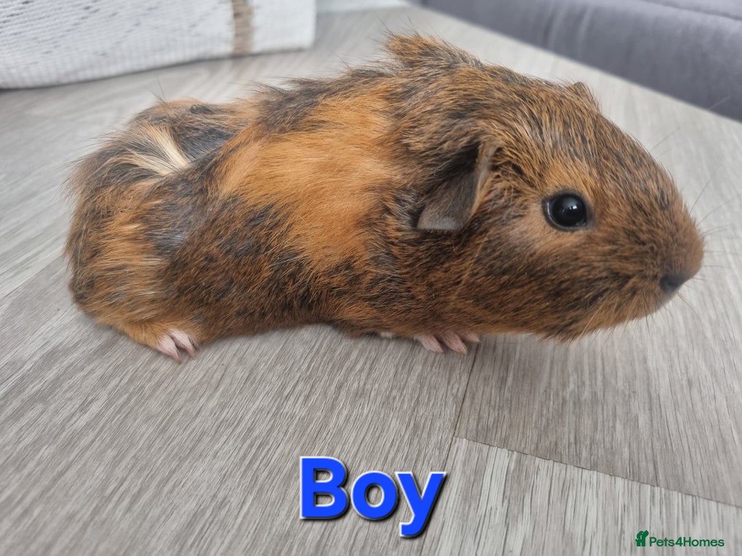 Guinea Pig rodents for sale: Guinea pigs £25 each  - Image 10