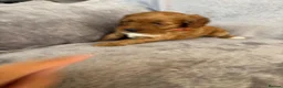 Sproodle dogs for sale: Sproodle puppies  - Advert 6