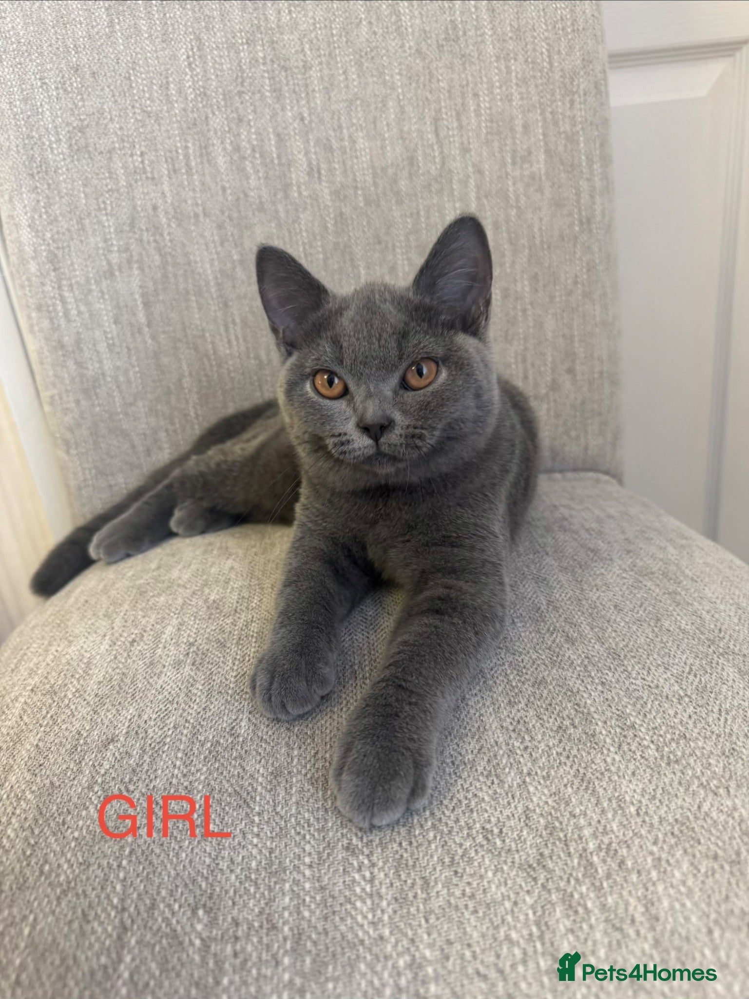 British Shorthair cats Beautiful  Blue British Shorthair Kittens  - Advert 1