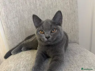 British Shorthair cats Beautiful Blue British Shorthair Kittens - Advert 1