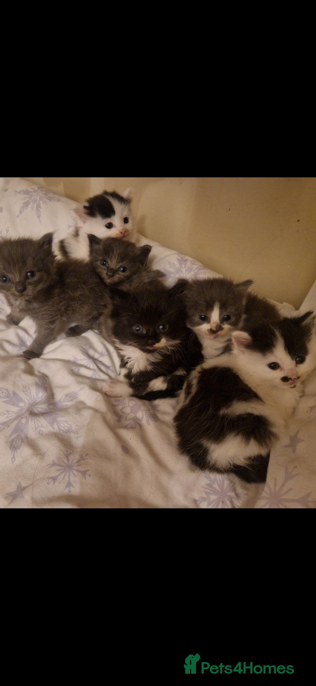 Mixed Breed cats for sale: Beautiful fluffy kittens - Image 2