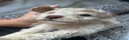 Cockapoo dogs for sale: 5 stunning Boys  - Advert 10