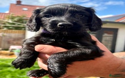Cocker Spaniel dogs for sale: Cocker Spaniel puppies - Image 6