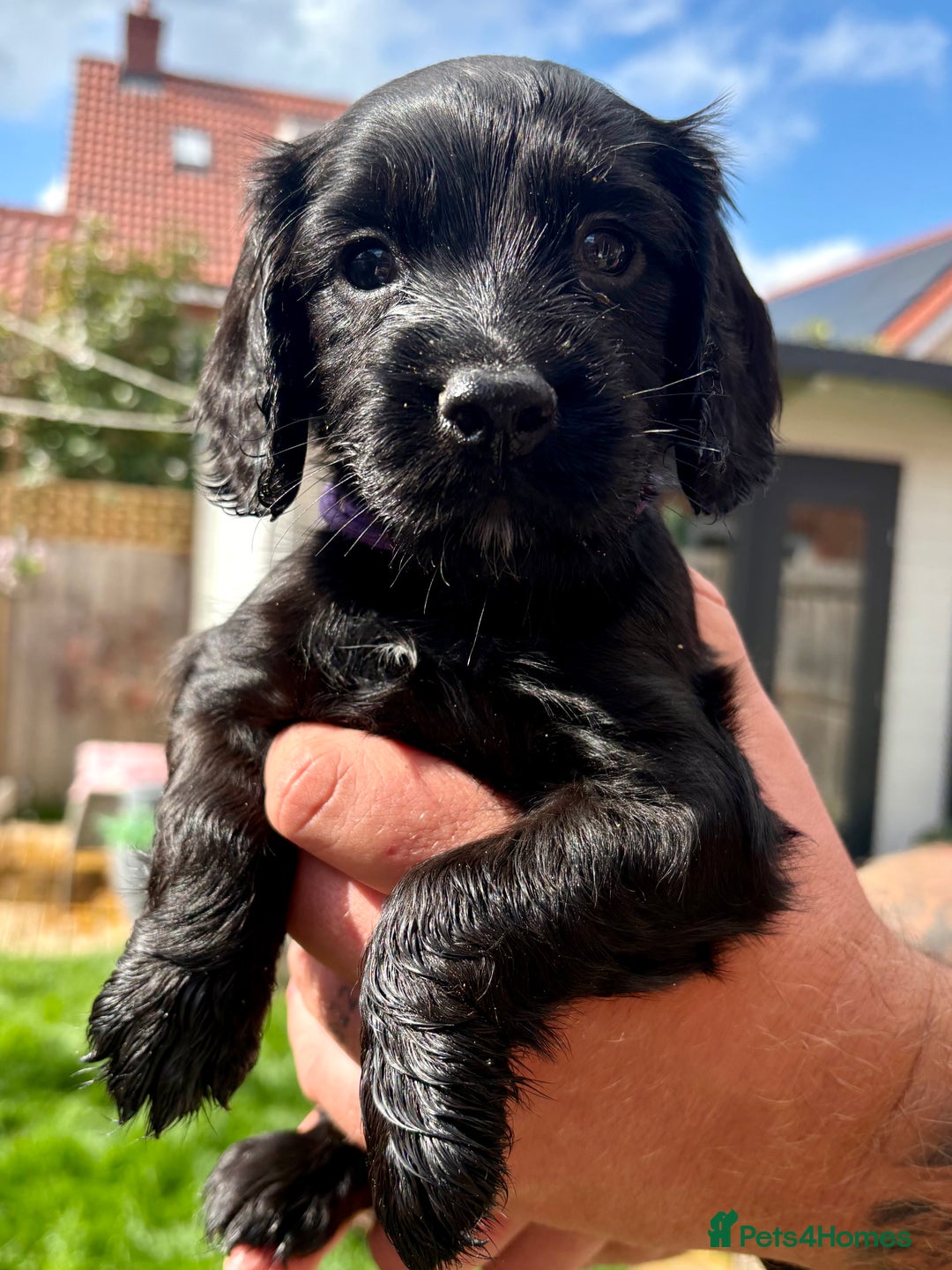 Cocker Spaniel dogs for sale: Cocker Spaniel puppies - Image 6