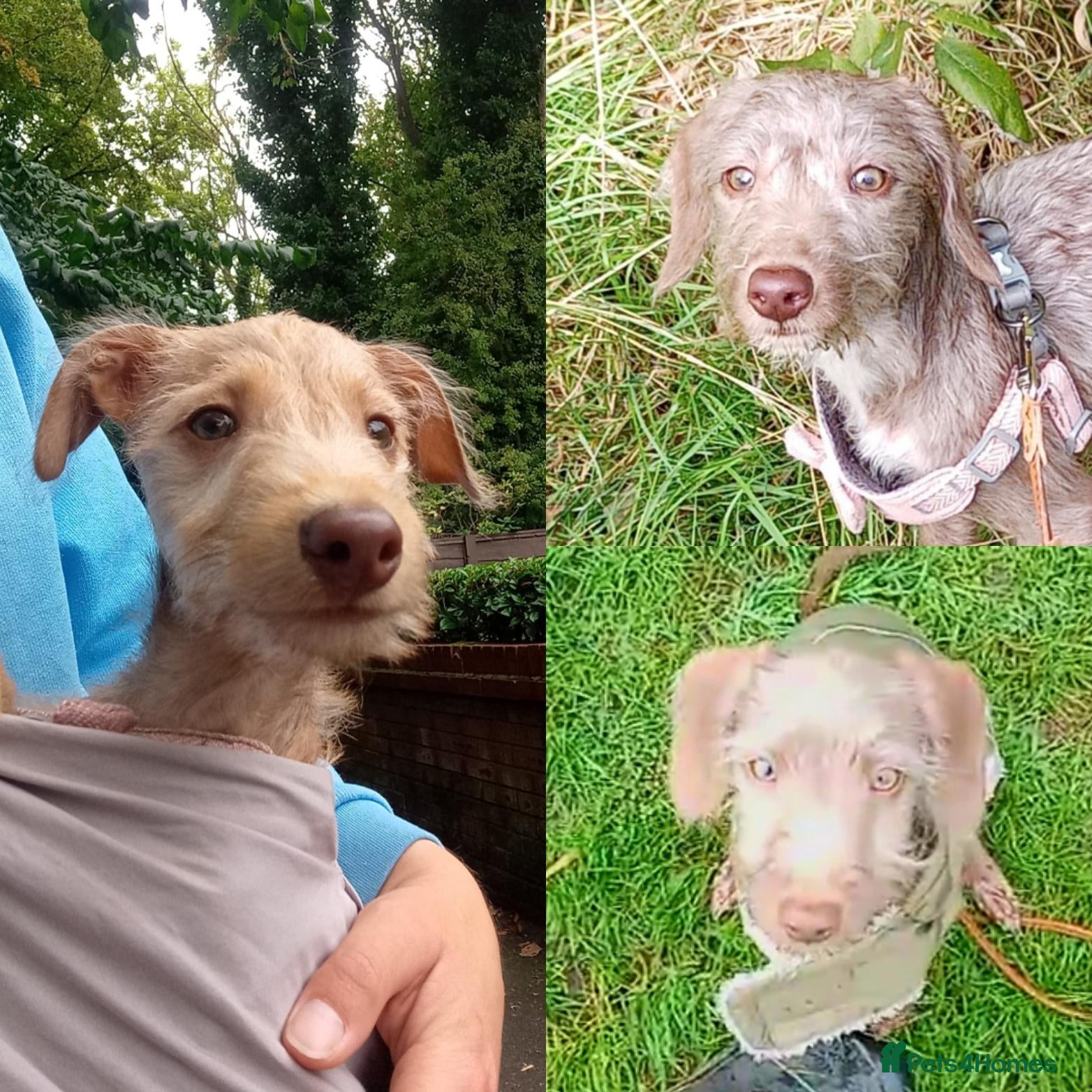Mixed Breed dogs FULLY VACCINATED Igglingtons Looking 4 Love - Advert 1