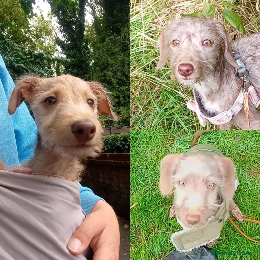 Mixed Breed dogs for sale: All Reserved -  Igglington Looking 4 Love - Advert 1