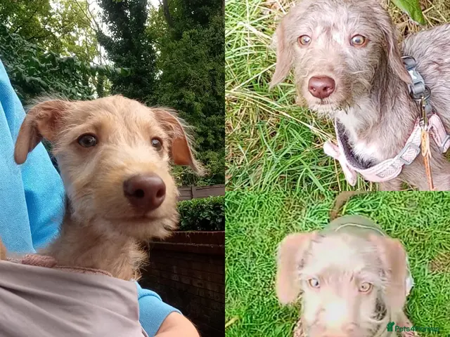 Mixed Breed dogs All Reserved - Igglington Looking 4 Love - Advert 1