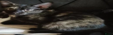 British Shorthair 2