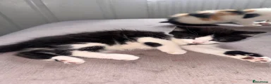 Domestic Shorthair 1