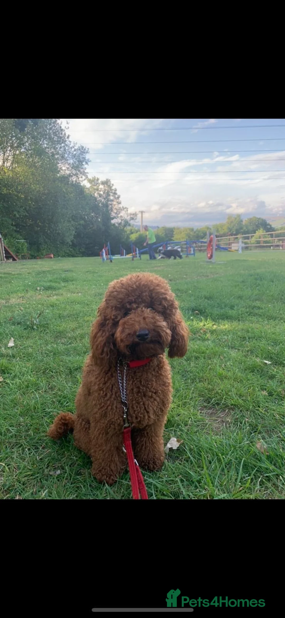 Toy Poodle dogs for sale: 🐾 KC register Red Toy Poodle Puppies 🐾  in Caerphilly - Advert 1