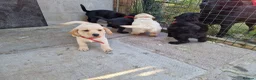 Labradoodle dogs for sale: 7 beautiful miniature labradoodles  - Advert 25