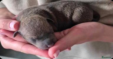 Mixed Breed dogs - Advert 4