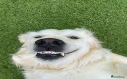 Golden Retriever dogs for sale: Adorable English cream golden retriever  - Image 5