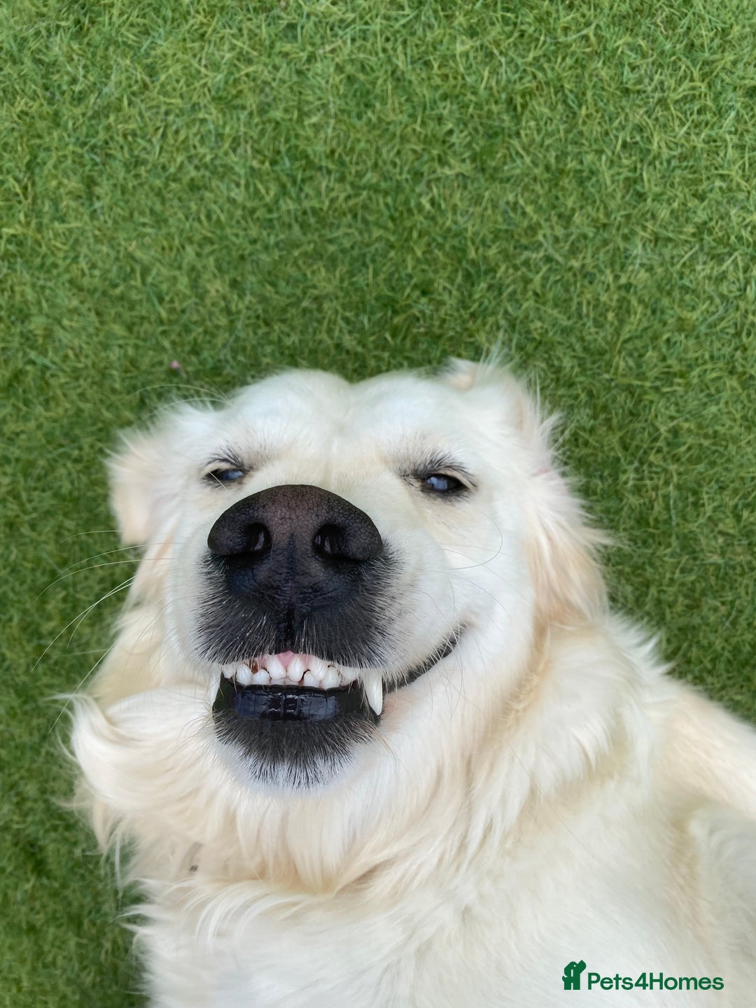 Golden Retriever dogs for sale: Adorable English cream golden retriever  - Image 5