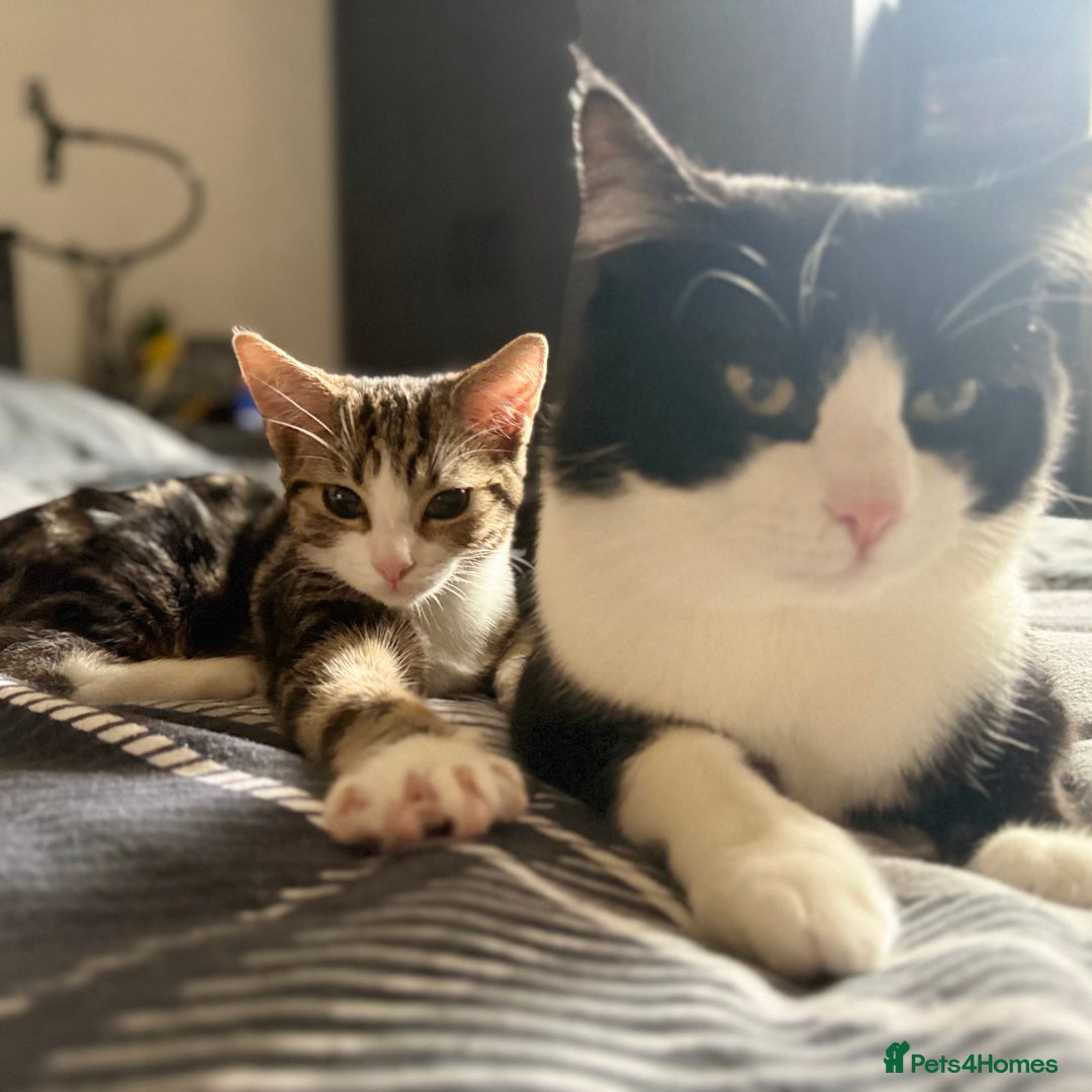 Domestic Shorthair cats for sale:  💞 Bonded Pair of Cuddly House Cats–7mo & 1yr Old - Image 4