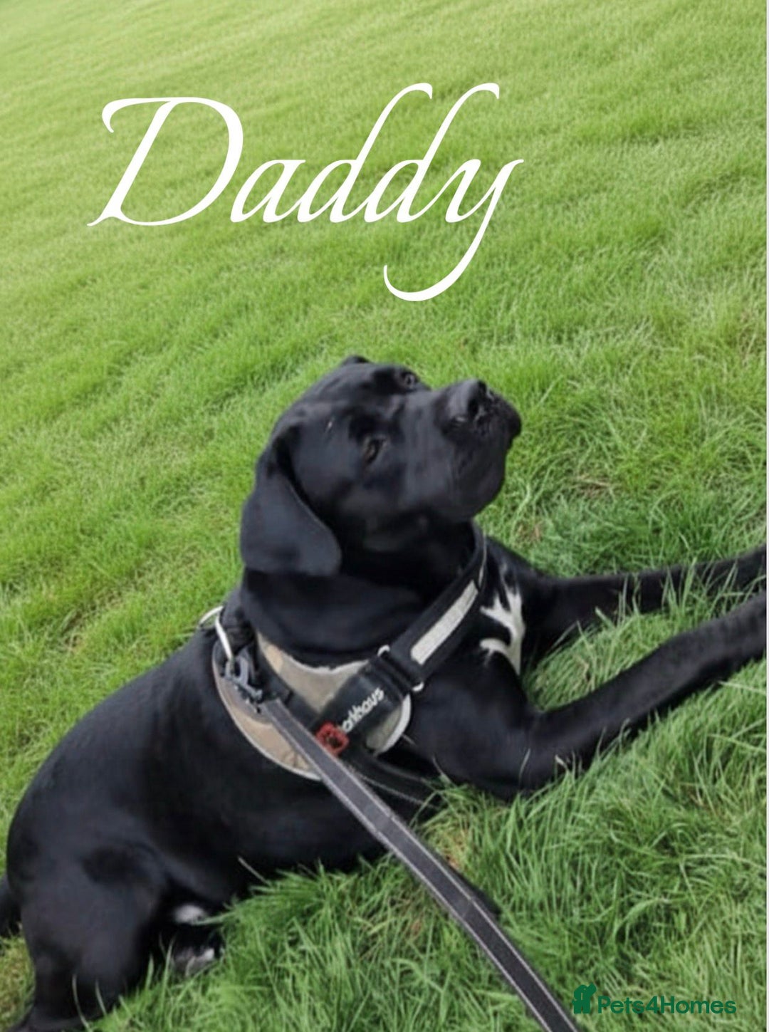 Mixed Breed dogs for sale: BLUE NEAPOLITAN MASTIFF × CANE CORSO - Advert 2