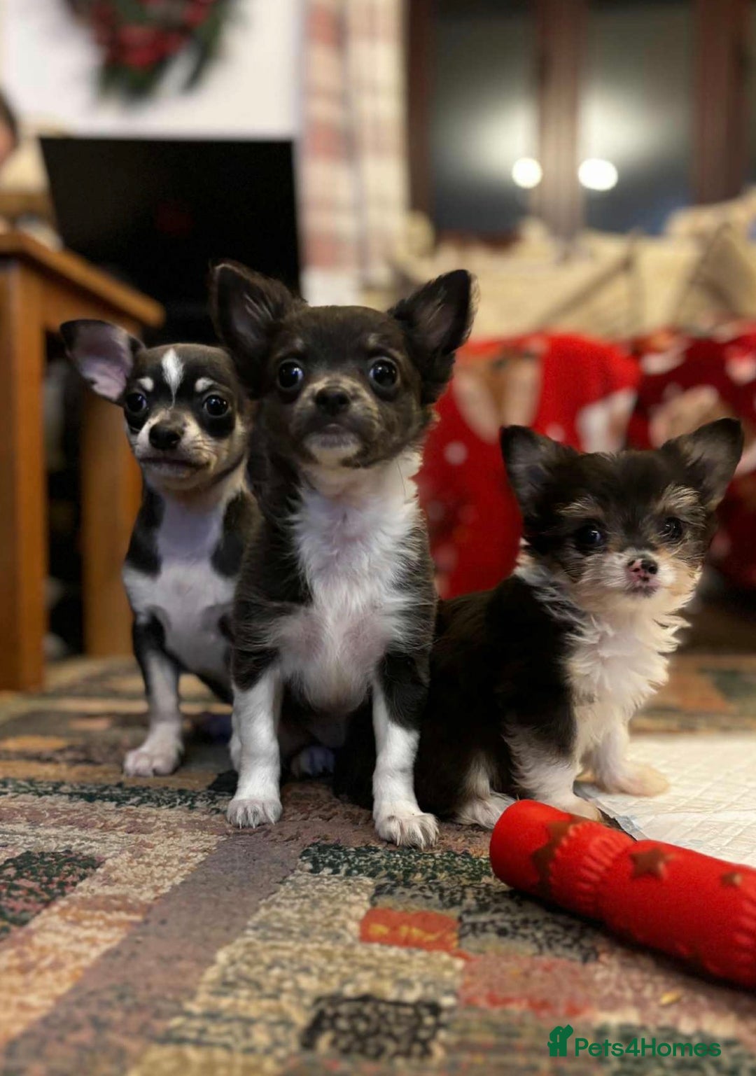 Chihuahua dogs for sale: Beautiful Chihuahua Pups For Sale. - Advert 1