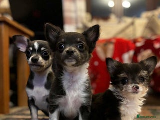 Chihuahua dogs Beautiful Chihuahua Pups For Sale. - Advert 1
