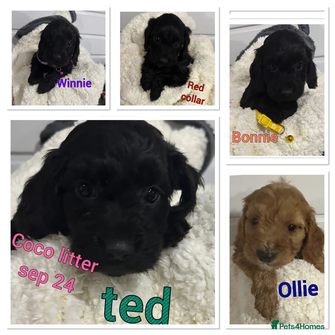 Miniature Poodle dogs for stud: mintiure poodle stud only kc health tested in Ely - Advert 11