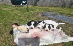 Mixed Breed dogs for sale: Spaniel/collie pup for sale - Image 7