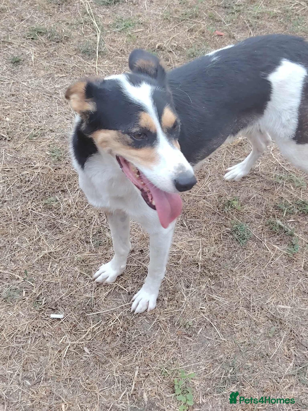 Mixed Breed dogs for adoption: Connie is looking for a home of her own! - Advert 7