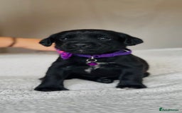 Springador dogs for sale: Springador Puppies - Image 2