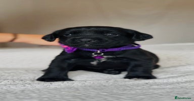 Springador dogs - Advert 6