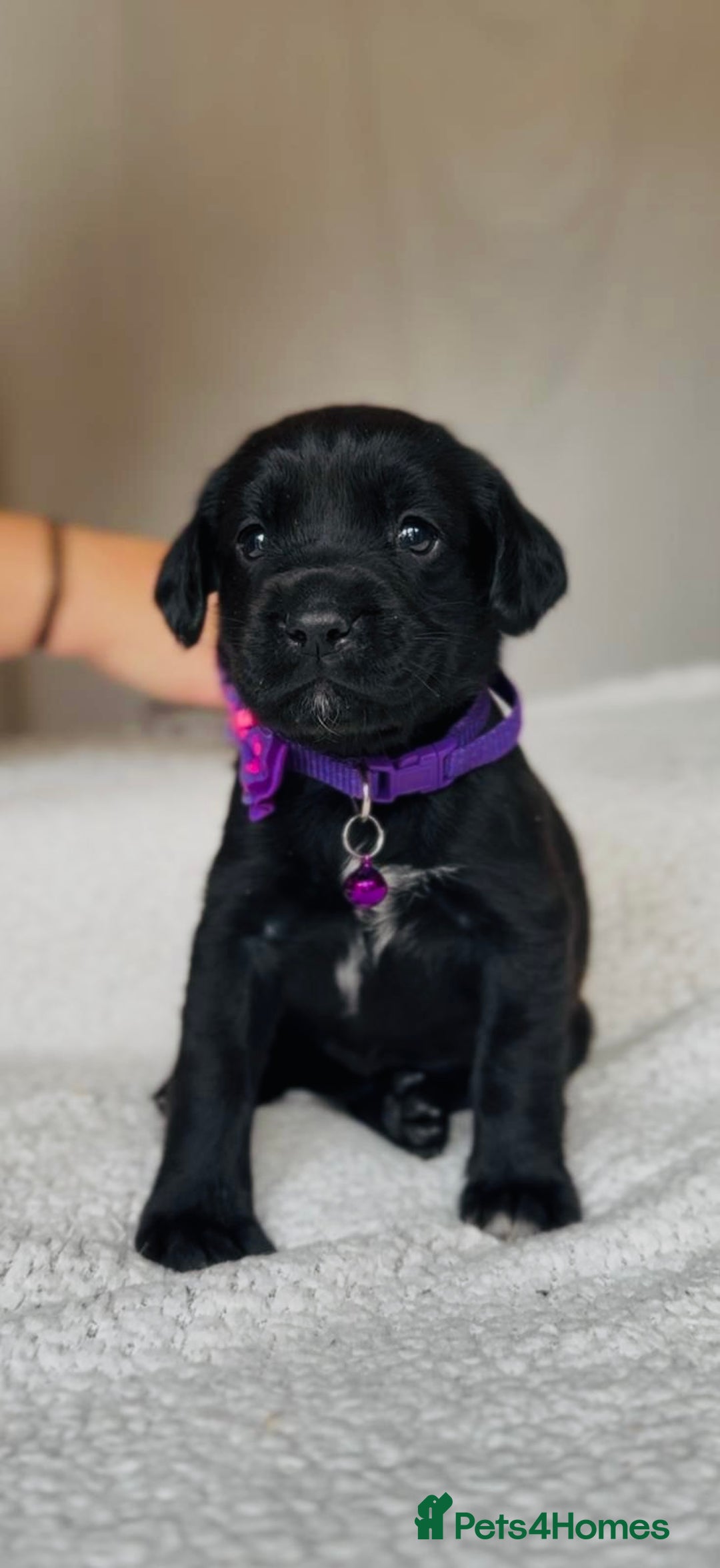 Springador dogs for sale: Springador Puppies - Image 2