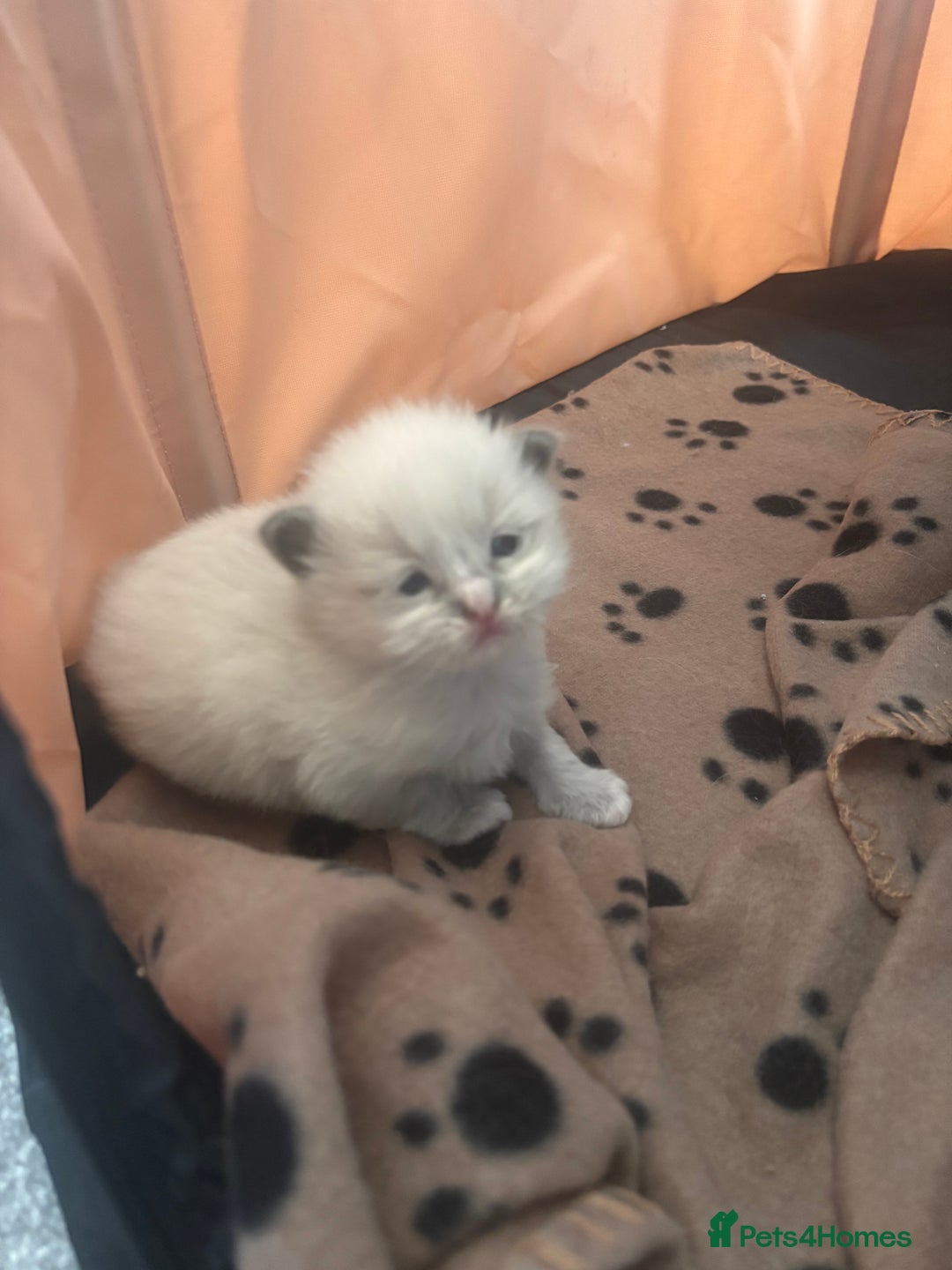 Ragdoll cats for sale: Ragdoll Kittens  - Image 4