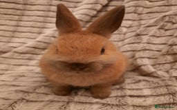 Netherland Dwarf rabbits for sale: Seven Litters Of Netherland Dwarf Babies - Image 2